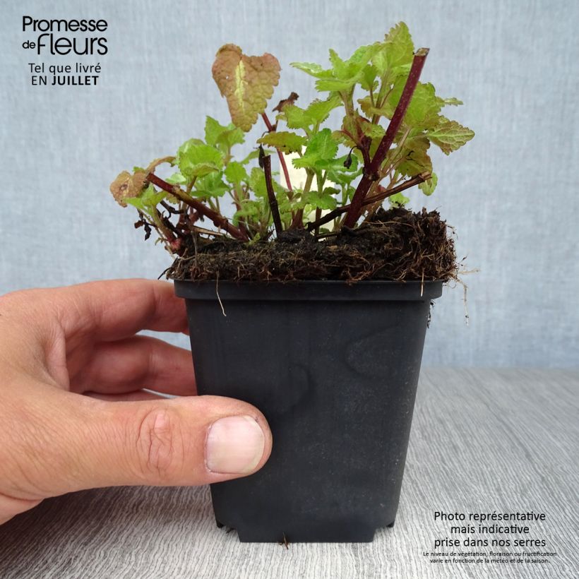 Lamium maculatum Chequers - Spotted Deadnettle 8/9 cm pot sample as delivered in summer