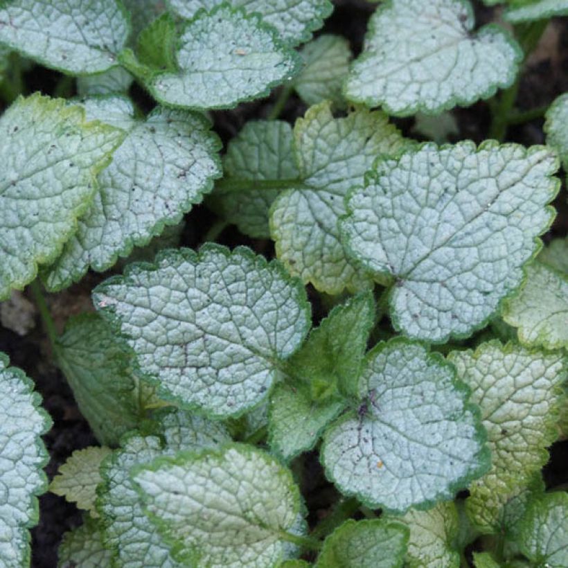 Lamium maculatum Pink Pewter - Spotted Deadnettle (Foliage)
