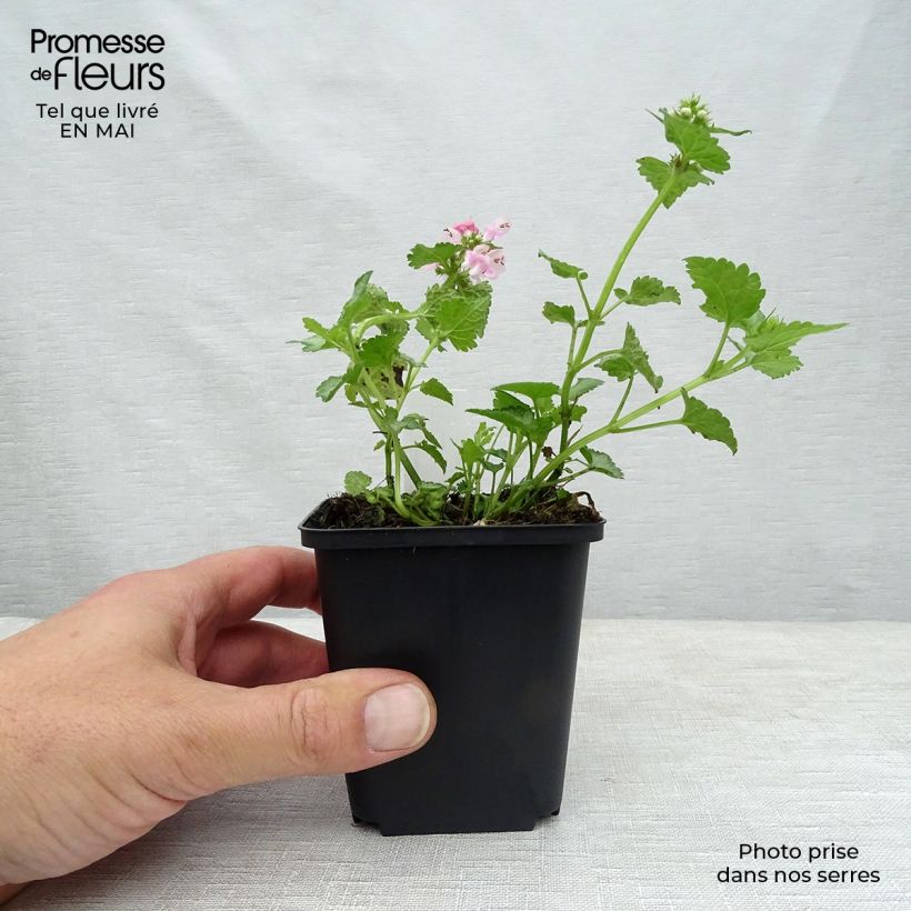 Lamium maculatum Pink Pewter - Spotted Deadnettle sample as delivered in spring