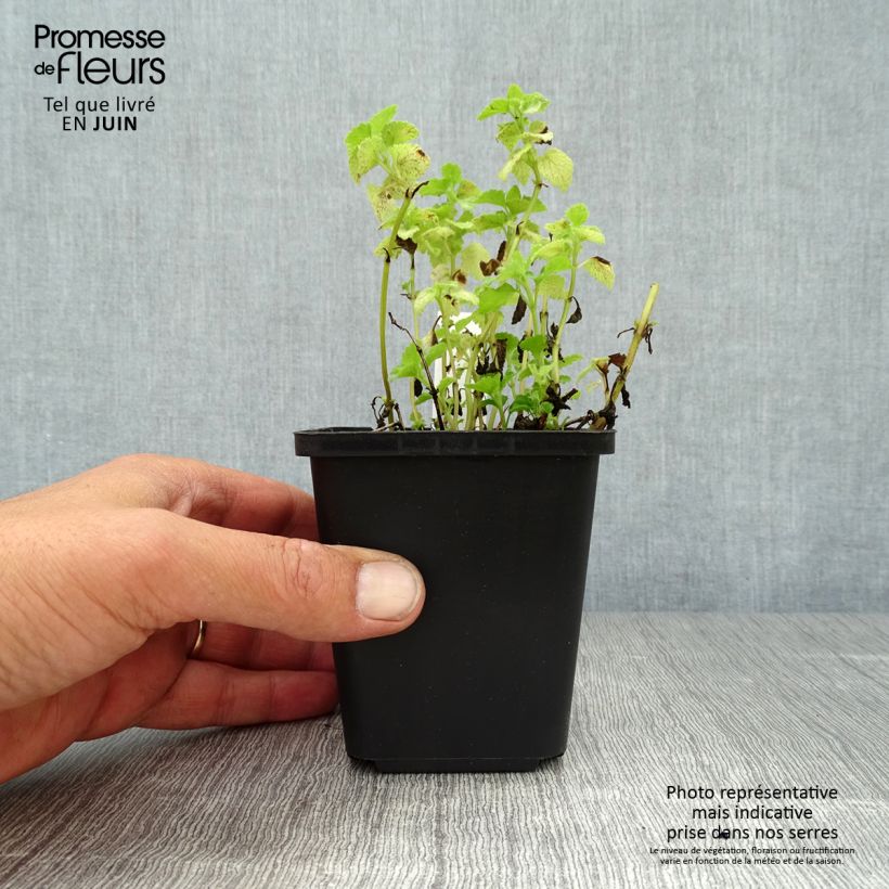 Lamium maculatum Pink Pewter - Spotted Deadnettle 8/9 cm pot sample as delivered in summer