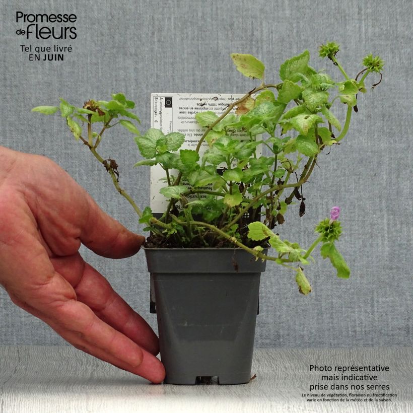 Lamium maculatum Red Nancy - Spotted Deadnettle 8/9 cm pot sample as delivered in summer