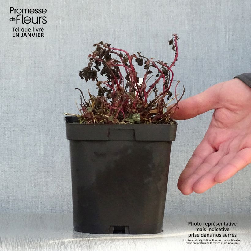 Lamium maculatum Shell Pink - Lamier rose en pot de 2/3 litres sample as delivered in winter