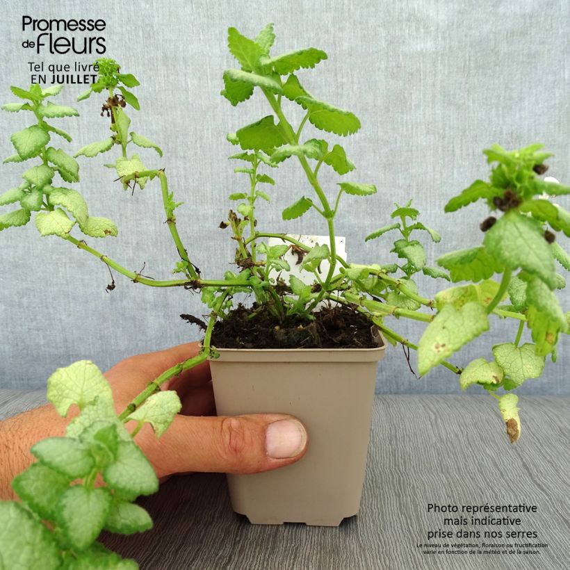 Lamium maculatum White Nancy - Spotted Deadnettle 8/9 cm pot sample as delivered in summer