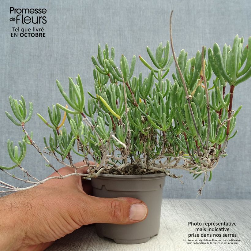 Lampranthus aurantiacus Pink Flowers 8/9 cm pot sample as delivered in autumn