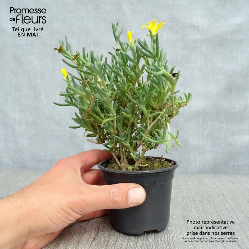 Lampranthus aurantiacus Yellow Flowers 8/9 cm pot sample as delivered in spring