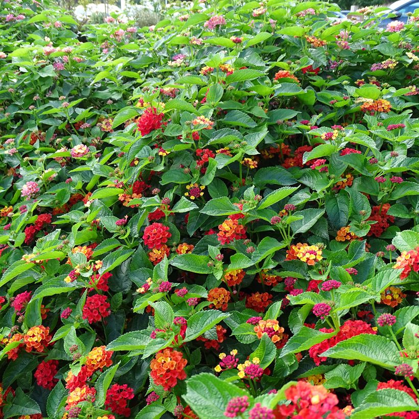 Lantana camara Bloomify Red - West Indian Lantana (Plant habit)