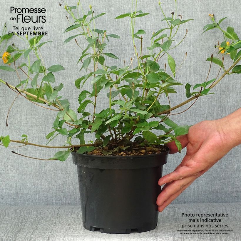 Lantana Chapel Hill Gold Pot de 2L/3L sample as delivered in autumn