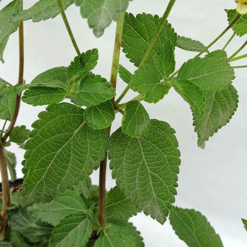 Lantana camara Chapel Sunny Side Up (Foliage)