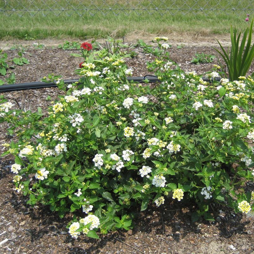 Lantana camara Chapel Sunny Side Up (Plant habit)