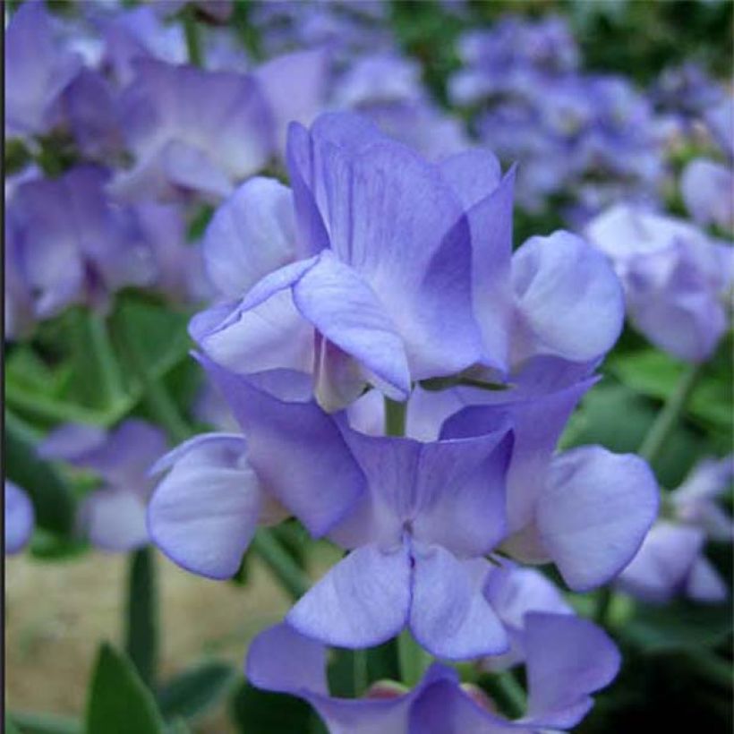 Lathyrus nervosus - Lord Anson's blue pea (Flowering)