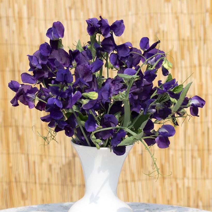 Lathyrus odoratus King Size Navy Blue - Sweet Pea Seeds (Flowering)
