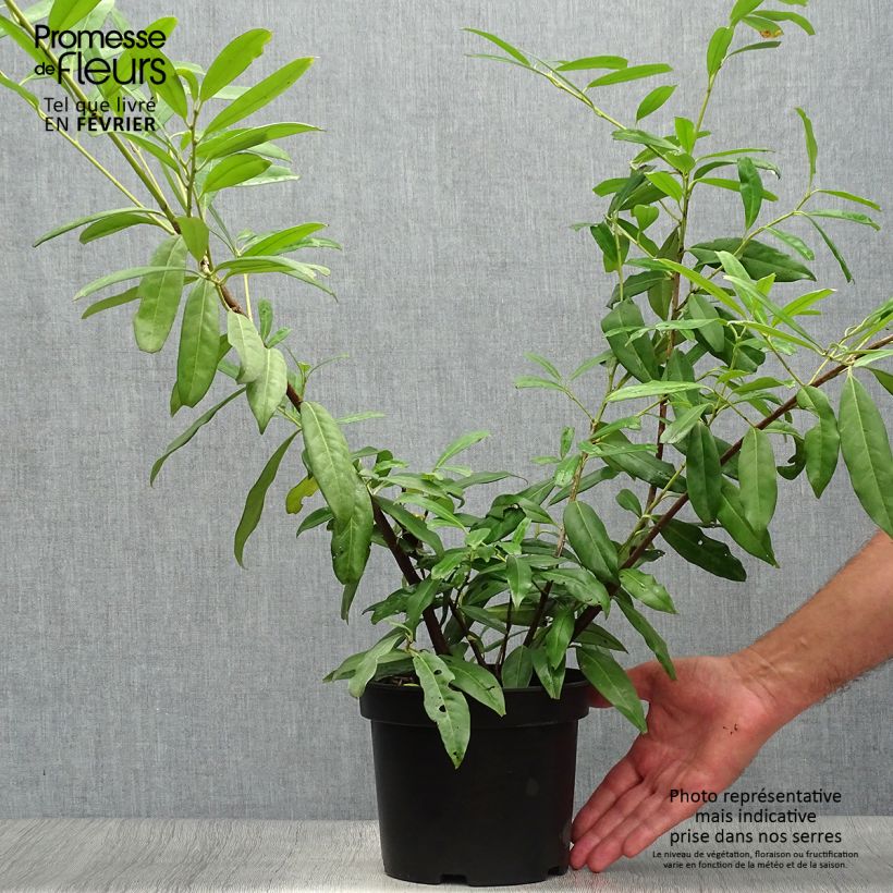 Prunus laurocerasus Zabeliana - Cherry Laurel 4L/5L pot sample as delivered in autumn