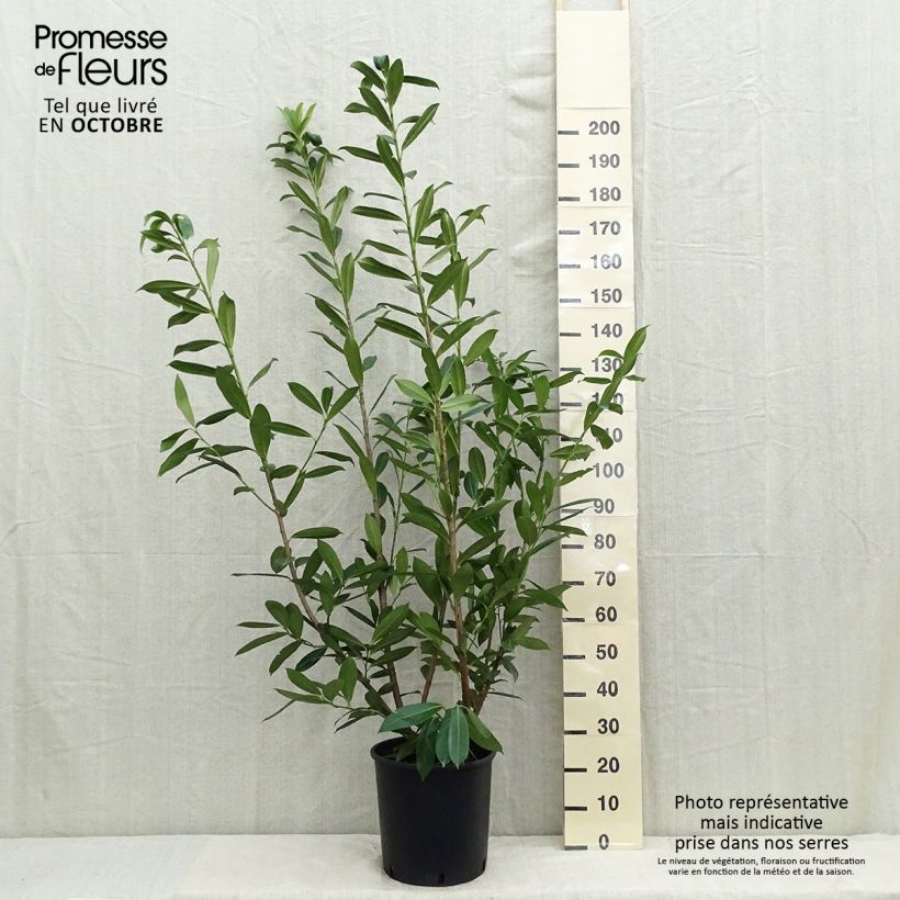Prunus laurocerasus Caucasica - Caucasian Laurel 7.5L/10L pot sample as delivered in summer