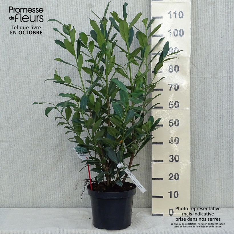 Prunus laurocerasus Caucasica - Caucasian Laurel 7.5L/10L pot sample as delivered in autumn