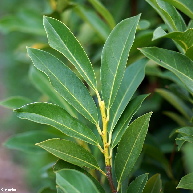 Prunus laurocerasus Elly - Cherry Laurel (Foliage)