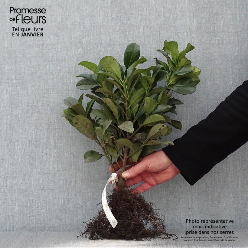 Prunus laurocerasus Etna- Cherry Laurel Bare rootShipped height around 30/40cm sample as delivered in winter