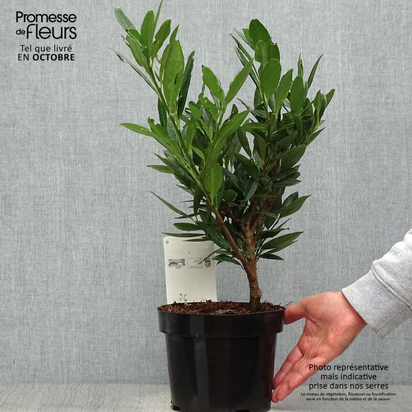 Laurier cerise - Prunus laurocerasus Otto Luyken  Pot de 2L/3L sample as delivered in autumn