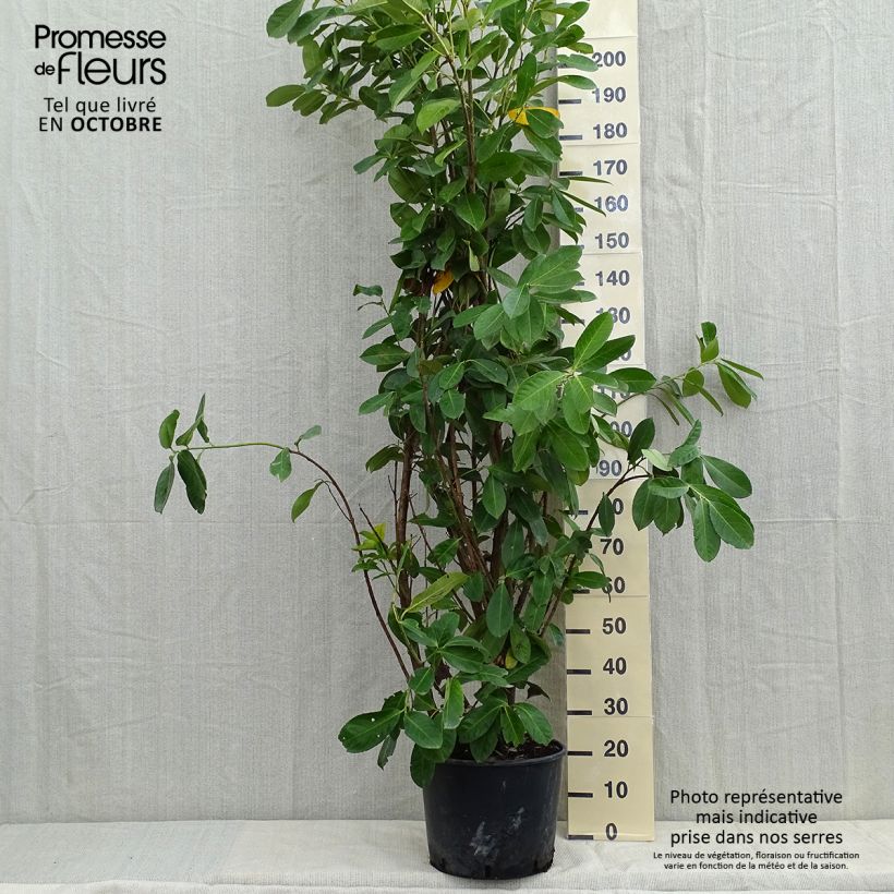 Laurier cerise - Prunus laurocerasus Rotundifolia 150+cm en pot de 18L/20L sample as delivered in autumn