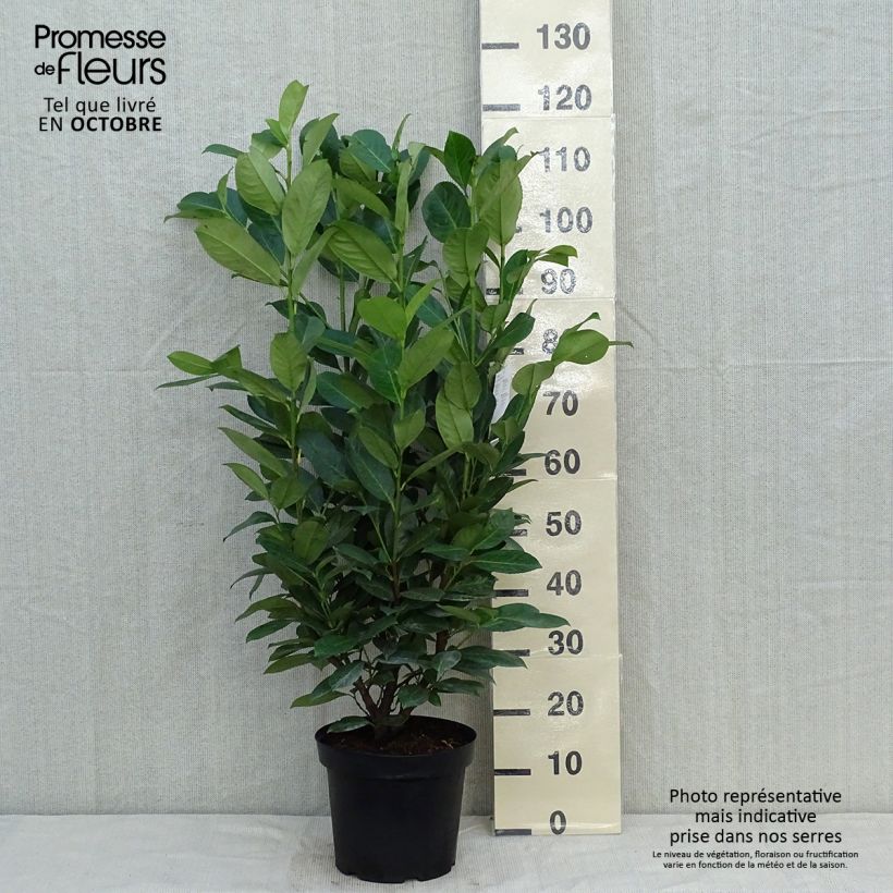 Laurier cerise - Prunus laurocerasus Rotundifolia 80/100cm en pot de 7.5/ 10L sample as delivered in autumn