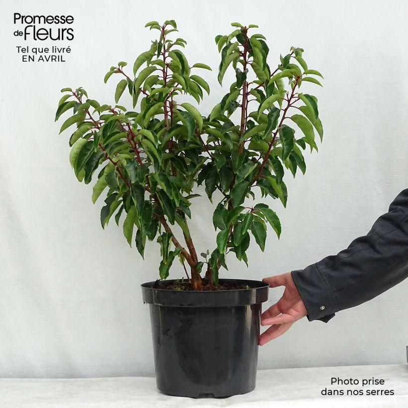 Prunus lusitanica - Portuguese Laurel sample as delivered in spring