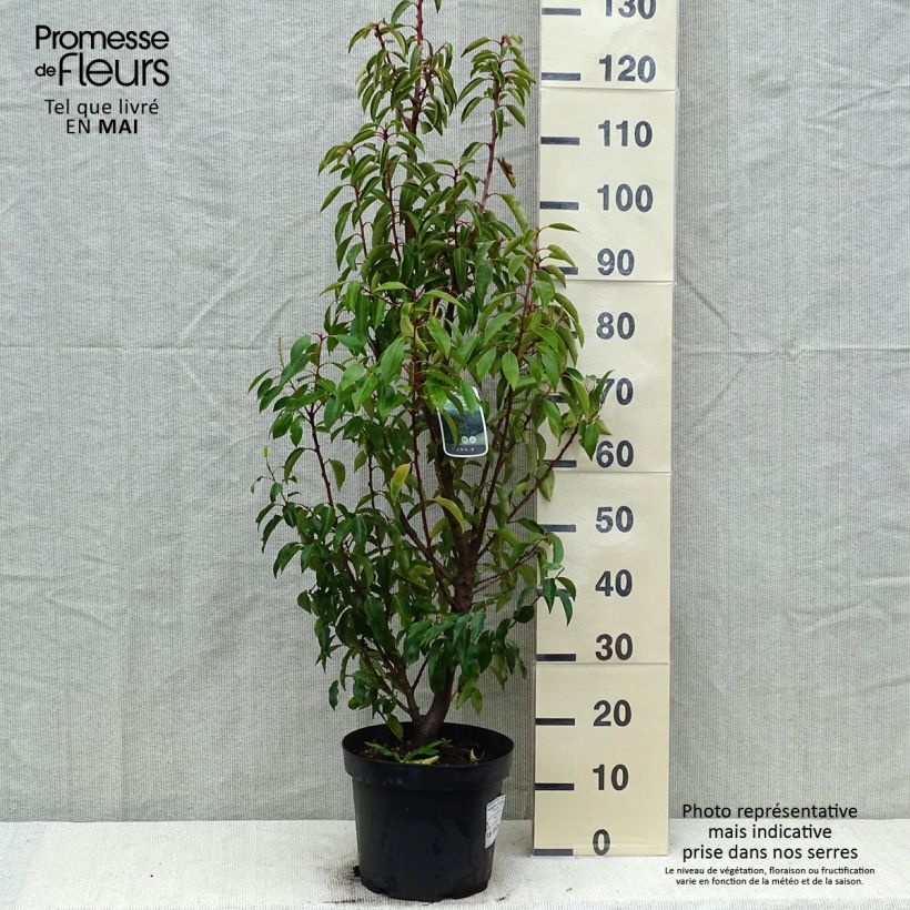 Prunus lusitanica Angustifolia - Portuguese Laurel sample as delivered in spring