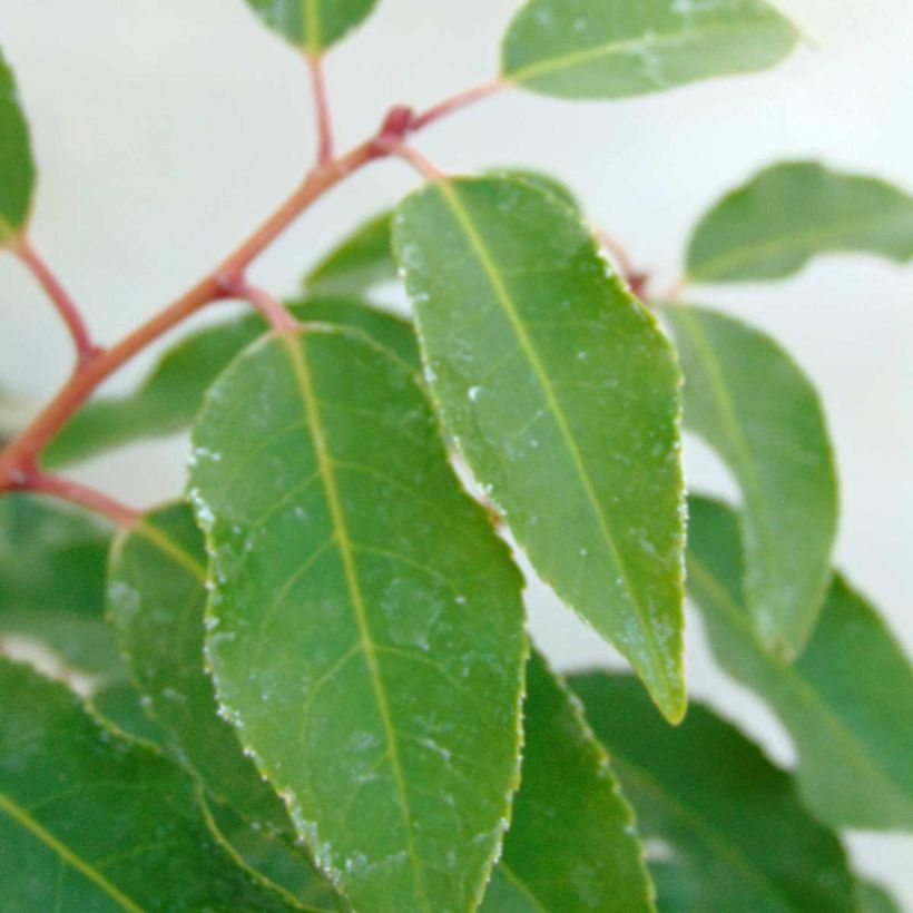 Prunus lusitanica Angustifolia - Portuguese Laurel (Foliage)