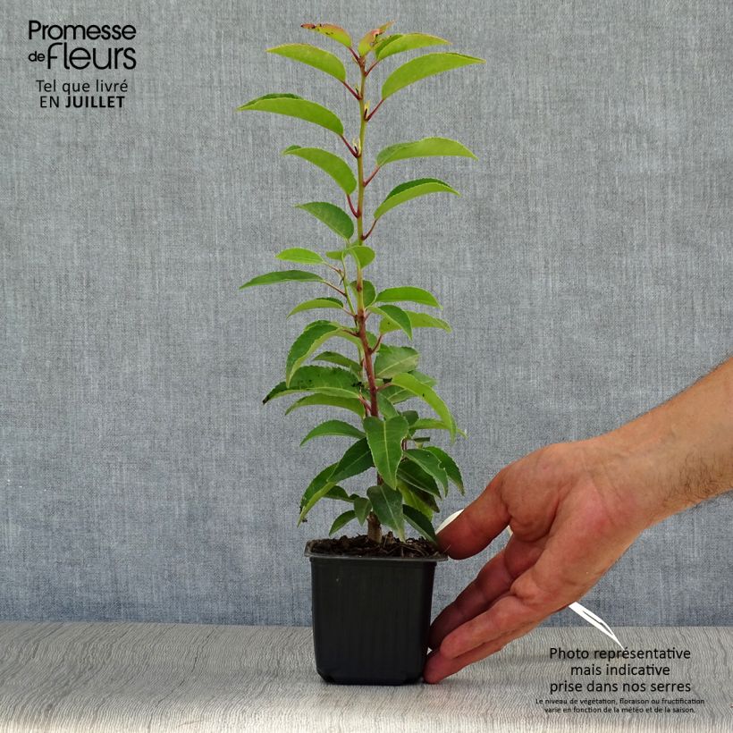 Example of Prunus lusitanica Angustifolia - Portuguese Laurel as you get in ete