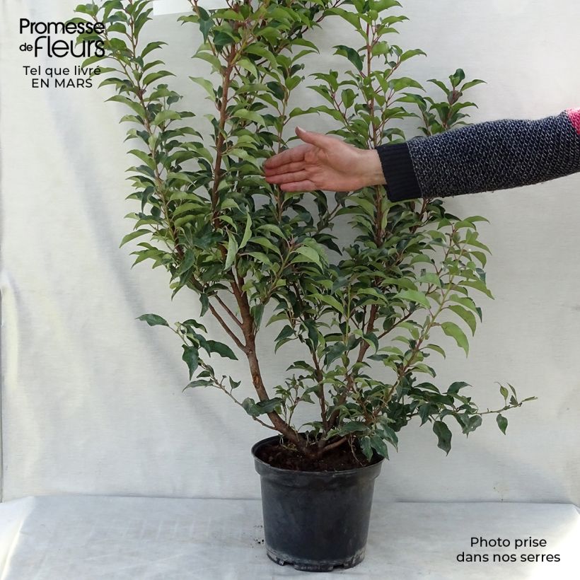 Prunus lusitanica Brenelia - Portuguese Laurel sample as delivered in winter