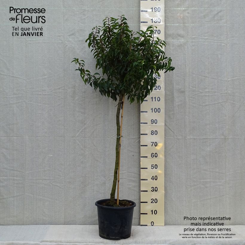 Laurier du Portugal - Prunus lusitanica Myrtifolia Demi-tige en pot de 12l/15l sample as delivered in winter