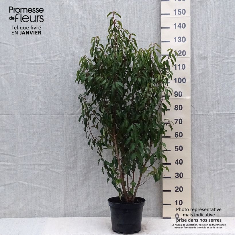 Laurier du Portugal - Prunus lusitanica Myrtifolia en pot de 7,5l/10l sample as delivered in winter