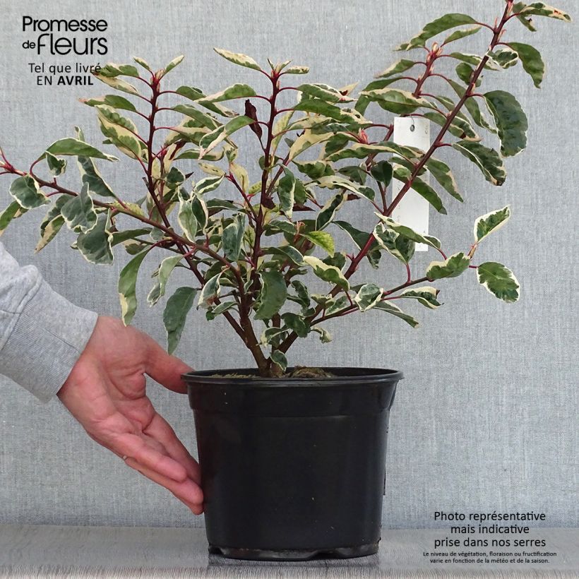 Prunus lusitanica Variegata - Portuguese Laurel sample as delivered in spring