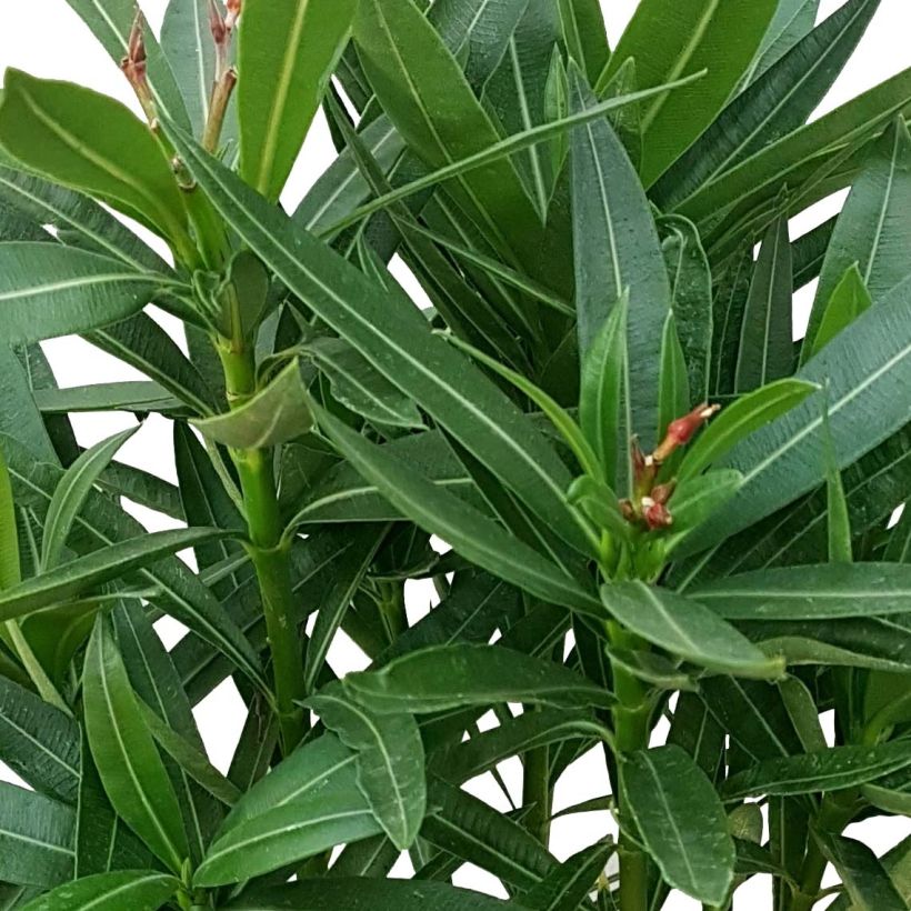 Nerium oleander 'Alsace' (Foliage)