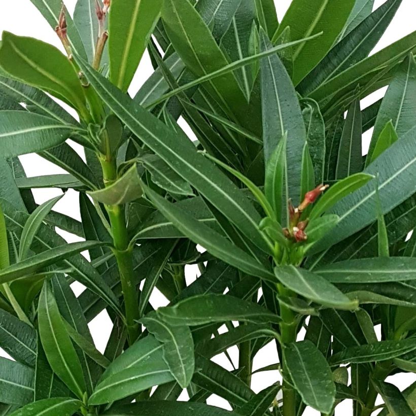 Nerium oleander Luteum Plenum (Foliage)