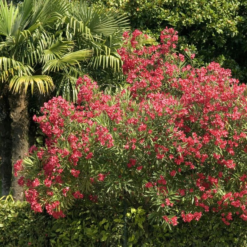 Rose Bay - Nerium oleander Red Single (Plant habit)