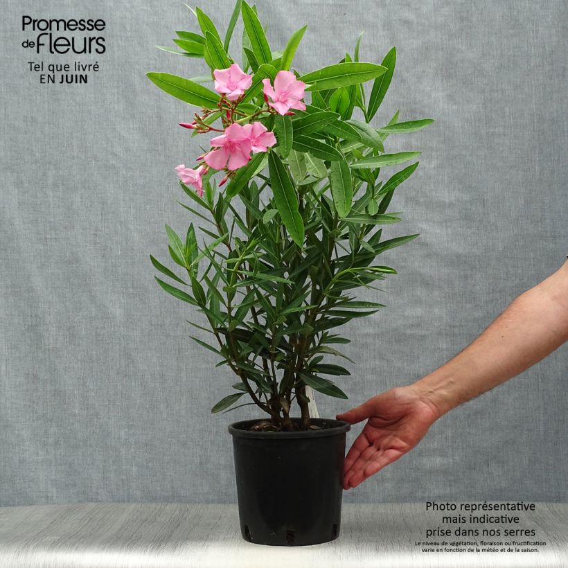 Nerium oleander - Rose Bay 2L/3L pot sample as delivered in summer