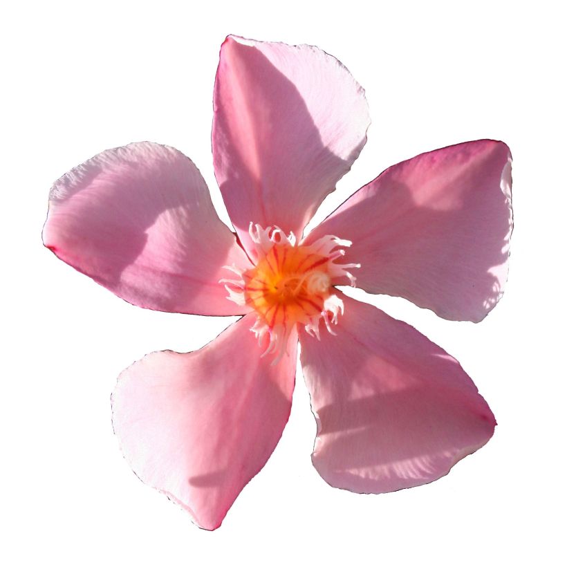Nerium oleander Soleil Levant (Flowering)