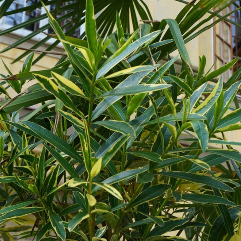 Nerium oleander Variegata (Foliage)