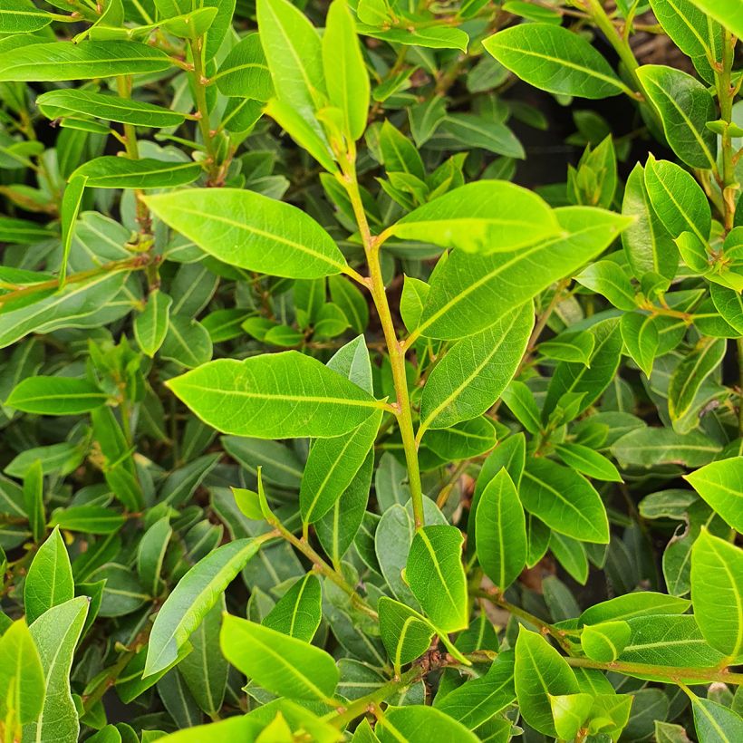 Laurus nobilis Little Laura - Bay Laurel (Foliage)