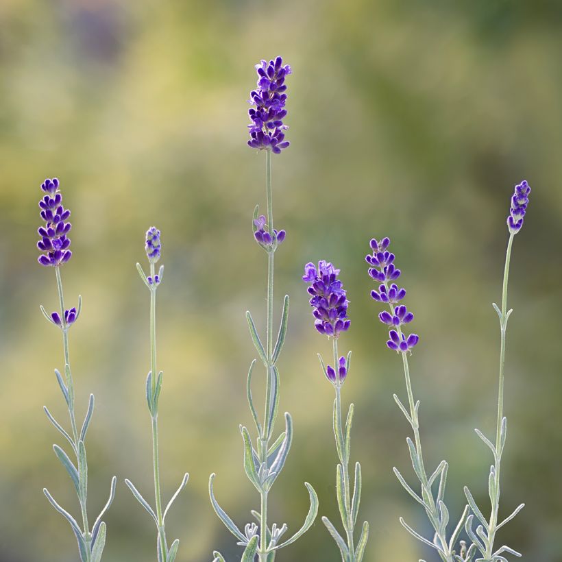 Lavender Hidcote seeds - True Lavender (Flowering)