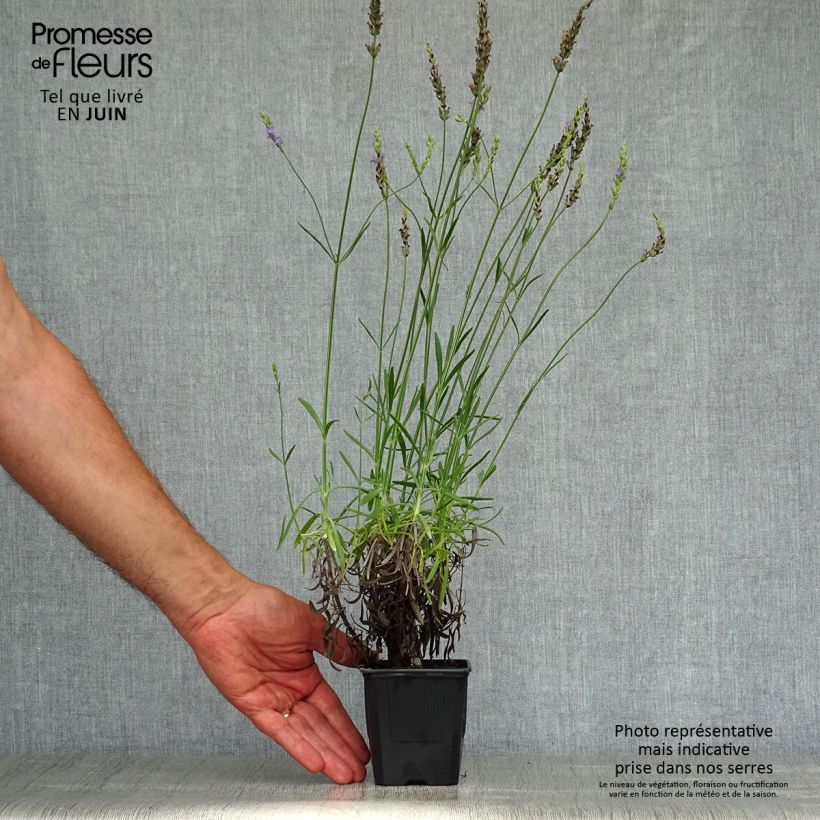 Lavandula intermedia Phenomenal - Lavandin 8/9 cm pot sample as delivered in summer