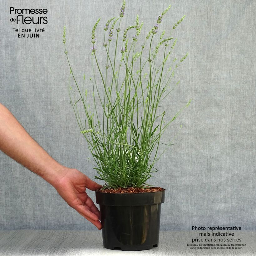 Lavandula intermedia Phenomenal - Lavandin 2L/3L pot sample as delivered in summer