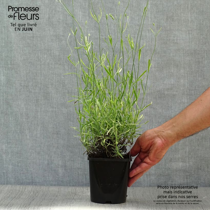 Lavandula intermedia Platinum Blonde - Lavandin 1.5L/2L pot sample as delivered in summer