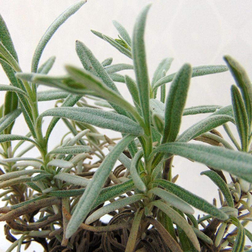 Lavandula x chaytorae Richard Gray - Hybrid Lavender (Foliage)