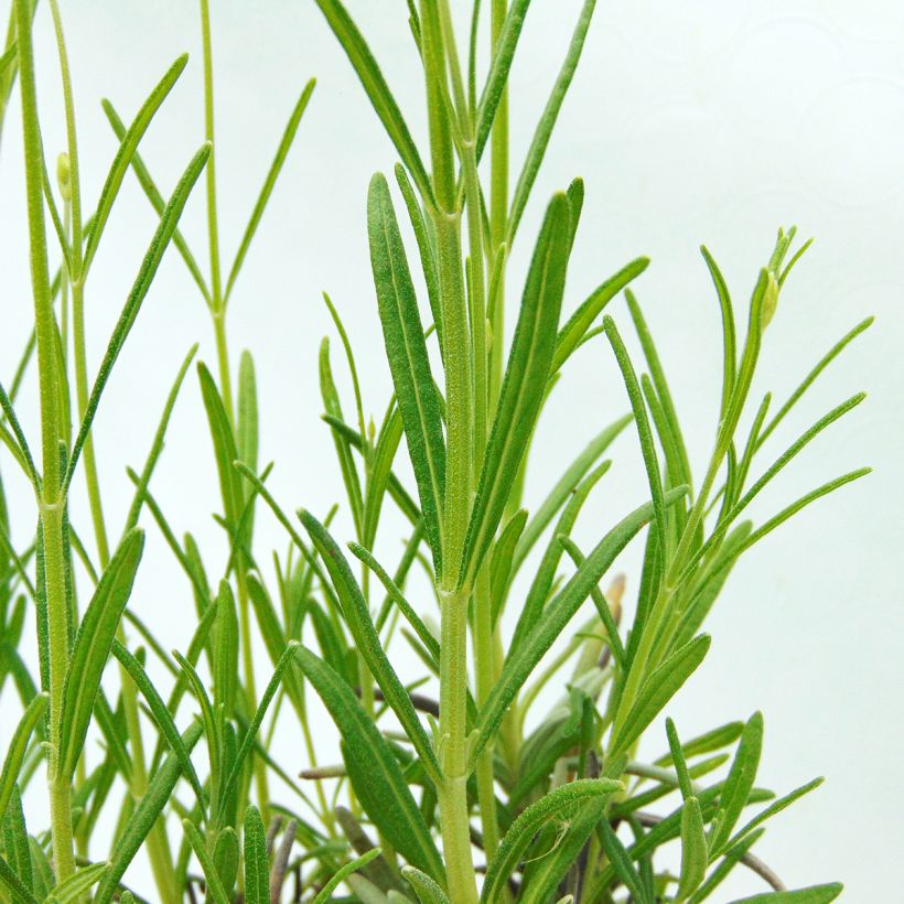 Lavandula officinalis (Foliage)