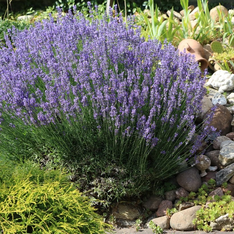 Lavandula officinalis (Plant habit)