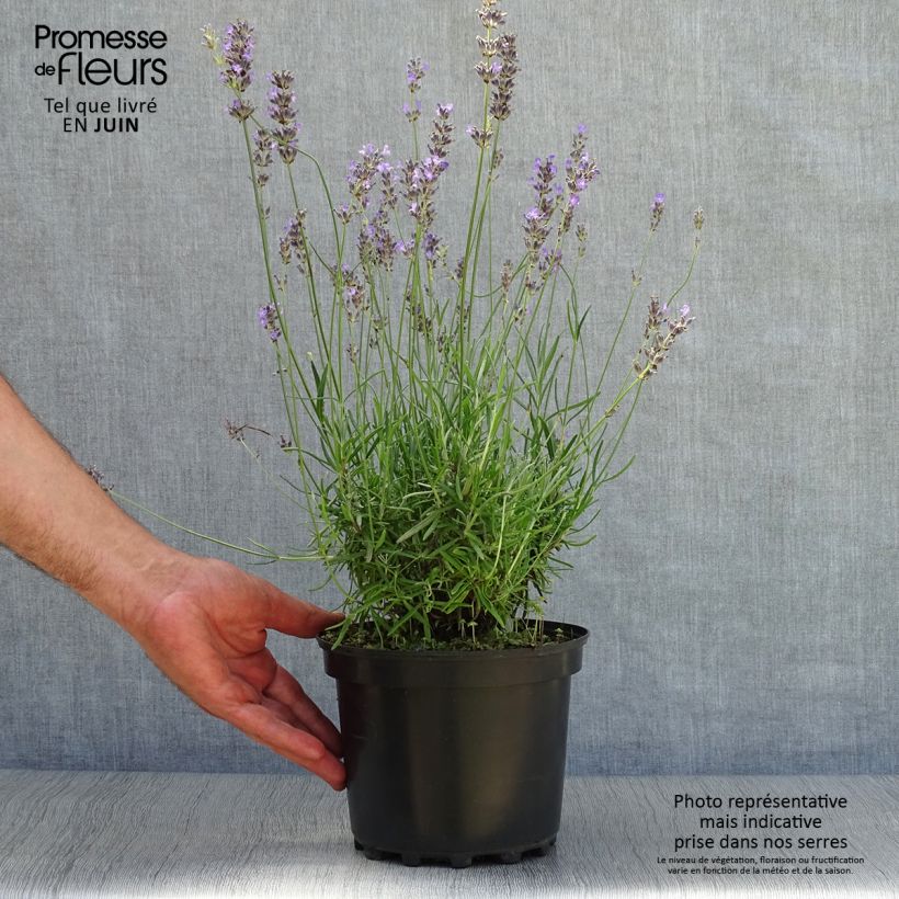 Lavandula angustifolia Munstead - True Lavender 2L/3L pot sample as delivered in summer