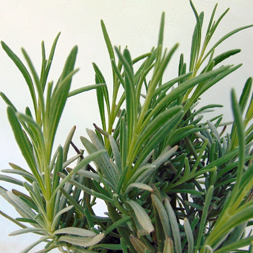 Lavandula angustifolia Silbermowe - True Lavender (Foliage)