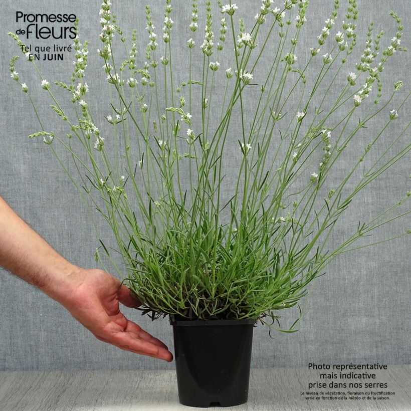 Lavandula intermedia Edelweiss - Lavandin 1.5L/2L pot sample as delivered in summer