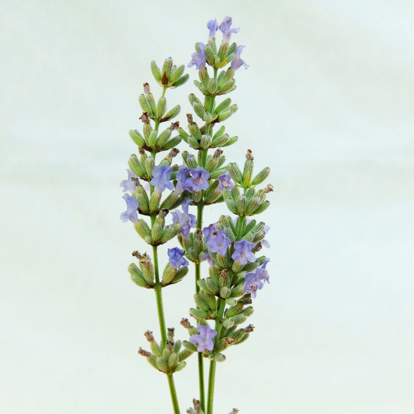 Lavandula intermedia Grappenhall - Lavandin (Flowering)