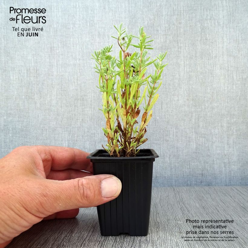 Lavandula stoechas - French Lavender 7/8 cm pot sample as delivered in summer